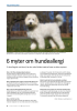 6 myter om hundeallergi