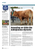 Amazing av Eide ble auksjonens dyreste