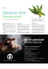 Bananas etter bananmel