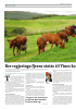 Ber regjeringa fjerne støtte til Tines ko nkurrenter
