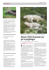 Elgjakt fram til lille julaften