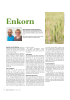 Enkorn
