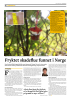 Fryktet skadeflue funnet i Norge