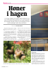 Høner i hagen