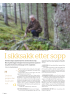 I sikksakk etter sopp