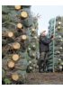 Juletrebransjen er liten, men tilbyr store faglige utfordringer