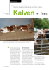 Kalven er fram tida