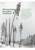 Klimaendringer kan gi flere skogskader