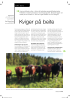 Kviger på beite