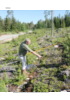 Lønnsom foryngelse på furumark