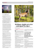 Mer miljøgifter i villaks enn i oppdrettsfisk