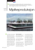 Mjølkeproduksjon på flåte i Nederland