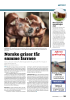Norske griser får samme farrase