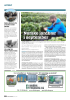 Norske jordbær i september