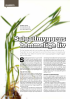 Salgallmyggens hemmelige liv