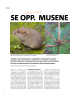 SE OPP. MUSENE ER HER!