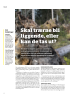 Skal trærne bli liggende, eller kan de tas ut?