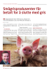 Smågrisprodusenter får betalt for å slutte med gris