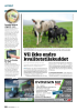Synnøve lanserer vegansk «ost»
