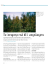 To inngrep må til i ungskogen