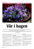 Vår i hagen