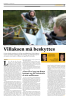 Villaksen må beskyttes
