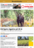 Dårligste elgjakta på 26 år