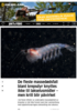 De fleste massedødsfall blant krepsdyr knyttes ikke til lakselusmidler - men krill blir påvirket