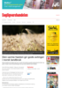 Den varme høsten gir gode avlinger i norsk landbruk