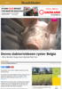 Denne slakterivideoen ryster Belgia