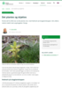 Det plantes og skjøttes