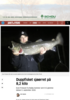 Duppfisket sjøørret på 8,2 kilo