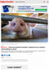 Dyrevernsaktivist handlet i nødrett da hun deltok i mishandling av griser