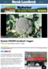 Dyrket CRISPR-brokkoli i hagen
