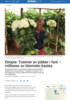 Etiopia: Tusener av jobber i fare - millioner av blomster kastes