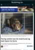 Farlig smitte kan bli med hund og katt hjem fra ferie