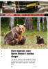 Flere bjørner, men færre binner i norske skoger