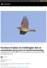 Forskere frykter at trekkfugler dør av utmattelse på grunn av lysforurensning