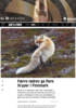 Færre rødrev ga flere liryper i Finnmark