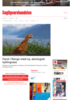 Først i Norge med ny, økologisk kyllingrase