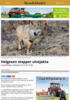 Helgesen stopper ulvejakta