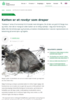 Katten er et rovdyr som dreper