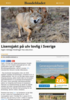 Lisensjakt på ulv lovlig i Sverige