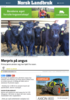 Merpris på angus
