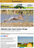 Mindre søt hare inntar Norge