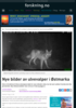 Nye bilder av ulvevalper i Østmarka