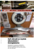 Nytt utbrudd av mystisk laksesykdom i Enningdalselva