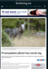 Prionsykdom påvist hos norsk elg