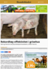 Rekordhøy effektivitet i grisehus