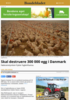Skal destruere 300 000 egg i Danmark